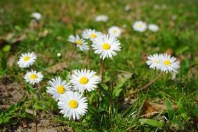 blooming medical chamomile