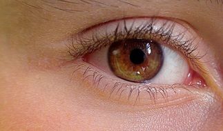eye human