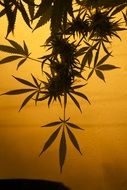 marijuana herb leaf