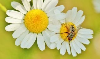 medicinal herb Chamomile