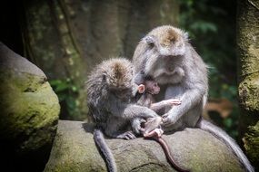 Cute colorful ape monkey family with the monkey baby in the forest
