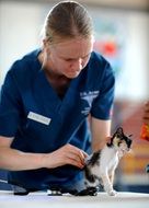 a veterinarian injecting a kitten