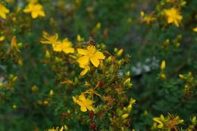 medicinal herb perforate st john's-wort