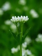woodruff is a forest plant