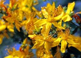 yellow hypericum flowers in the meadow