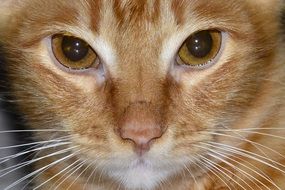 young ginger cat