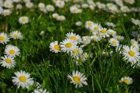 daisy flower blossom on the field