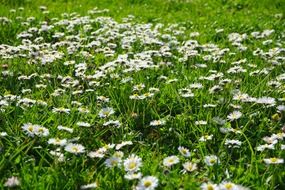 white daisy rush meadow green field