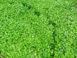 green meadow of the blooming medicinal plant