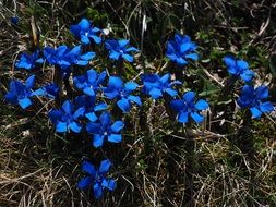 dark blue periwinkle flowers in wild