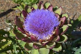 purple flower of artichoke closeup