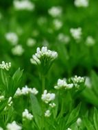 woodruff blossom on the field
