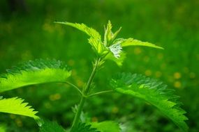 Nettle on a background of green grass