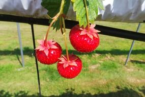 jucy strawberries fruit