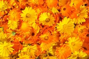 yellow calendula flowers in the garden