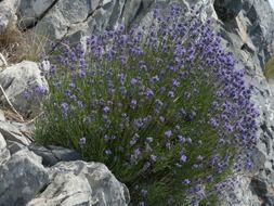 lavender flowers on stones