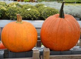 autumn pumpkin fruits for decoration
