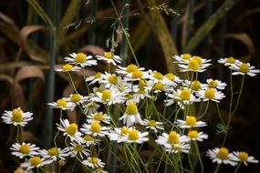 bush of chamomiles