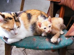 domestic cats on a chair