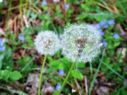 beautiful dandelion flower