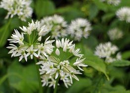 blossoms of the Bear garlic against a background of green leaves