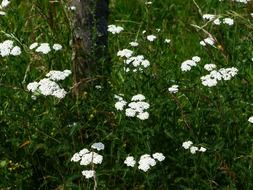 White common yarrow flowers on a meadow