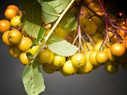 rowan berries