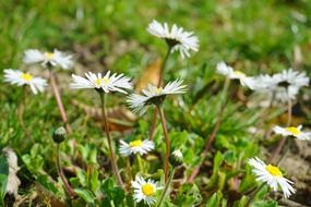 white daisy flower blossom on the field