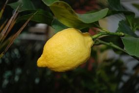 lemon tree with yellow lemon on a branch