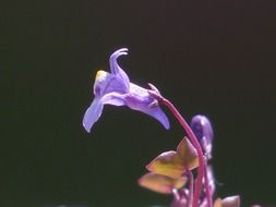 dulcimer herb- medicinal plant