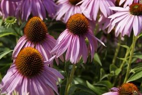 echinacea flowers