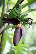 banana floral plant