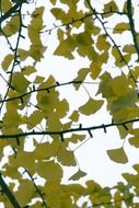 green ginko leaves at sky