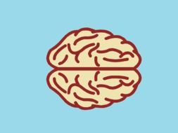 human brain anatomy illustration