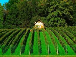 green vineyard on the background of the house