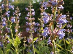 sage bloom closeup