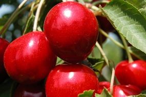 red cherries fruit summer