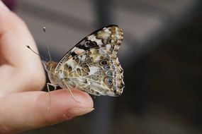 Butterfly on female finger