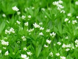 woodruff is a flowering perennial plant