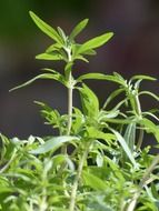 Green summer savory plants