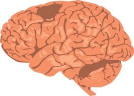 human brain