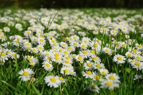 wonderful white daisies