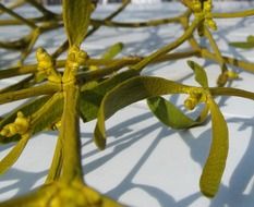 Green mistletoe plants