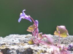 dulcimer herb blossom