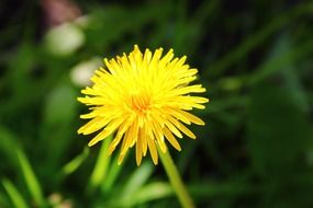 bright yellow dandelion bud