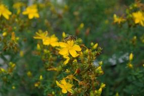 St. John's wort flowering