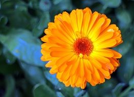 beautiful orange marigold bud