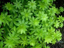 woodruff leaf