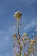 shepherd&#039;s purse plant