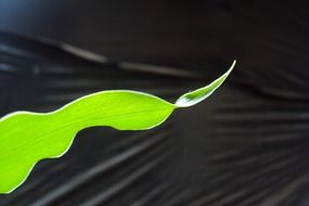 ginger leaf